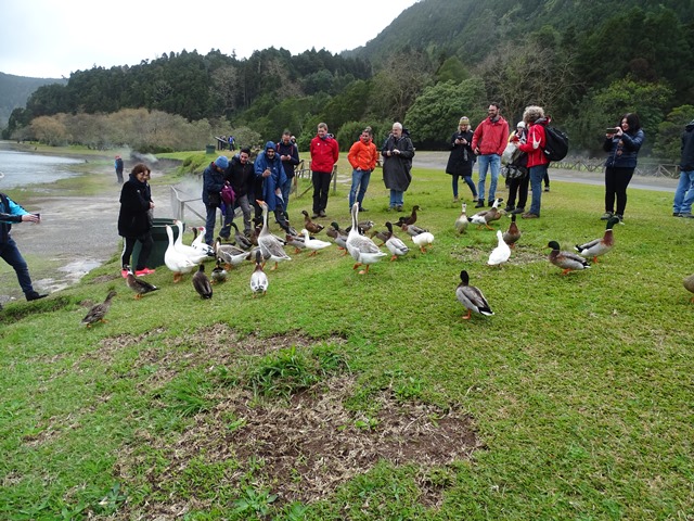 Furnas Lake fumarolic field: the group meets the local fauna.